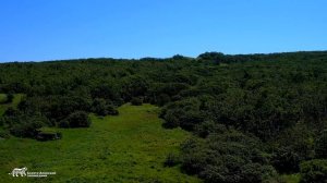 Сихотэ-Алинский заповедник