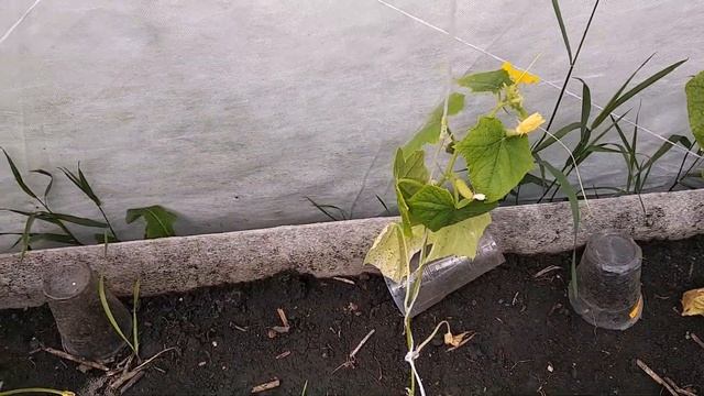 СУСПЕНЗИЯ ХЛОРЕЛЛЫ В ПОМОЩЬ ОГУРЦАМ