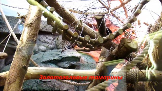 Маленькие обезьянки в пингвинарии. 15.03.21 г. смотреть онлайн