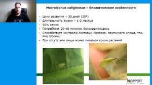 Естественные враги белокрылки