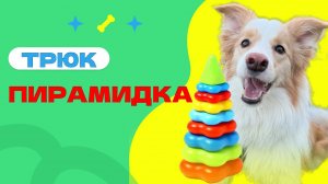 Учим собаку собирать пирамидку