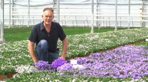 Campanula Addenda® - Our Grower Piet Kuivenhoven_FR