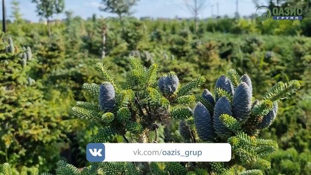 Где купить хвойные растения? Питомник хвойных растений в Московской области. смотреть онлайн