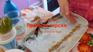 Как очень быстро вырастить дома траву для кошки