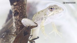 Водяной скорпион. Бегает, плавает, летает и кусает. // Clever Cricket