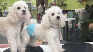 МЯСНОЙ КОРЕЙСКИЙ РЕСТОРАН/СОБАЧЬЯ ГОСТИНИЦА/БАСКИН РОБИНС/ЕДЯТ ЛИ СОБАК В КОРЕЕ?