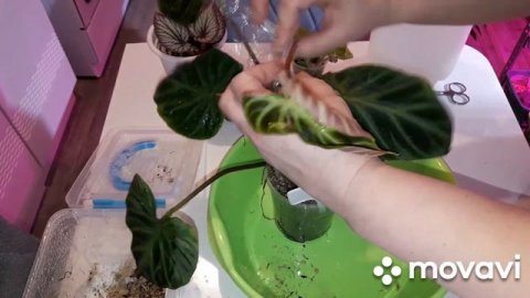 КОМНАТНЫЕ РАСТЕНИЯ(ЦВЕТЫ).ЦВЕТОЧНЫЕ ДЕЛА.