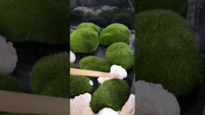 КАК СДЕЛАТЬ ЗАДНИЙ ФОН В ТЕРРАРИУМ