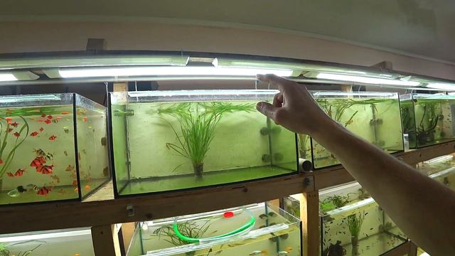 Забрал рыбку на продажу смотреть онлайн