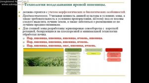 Технология возделывания яровой пшеницы