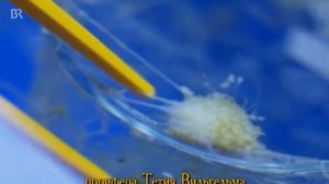 Рассказ 72. Жизненный цикл трихоплакса. Наука о многоклеточности. Рагон. Полиферы.