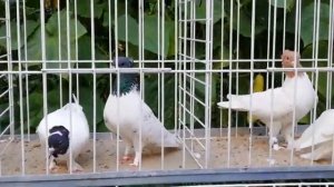 В каких случаях ячмень в корме для голубей необходим (аргументированные доводы).