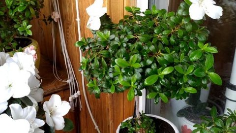 Комнатные цветы. Весенний обзор