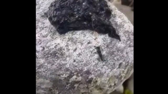 СИМБИОТА ИЗ "ВЕНОМ" НАШЛИ В РЕАЛЬНОСТИ И УЖАСНУЛИ!!! смотреть онлайн