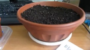 Абутилон. Посев семян