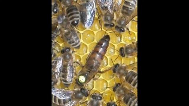 Породы пчел. смотреть онлайн