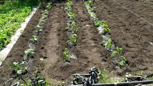 Высаживаем помидоры в открытый грунт