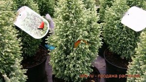 Кипарисовик лавсона Эльвудс Вайт ? обзор: как сажать, саженцы кипарисовика Эльвудс Вайт
