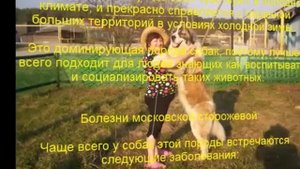московская сторожевая описание породы содержание и уход