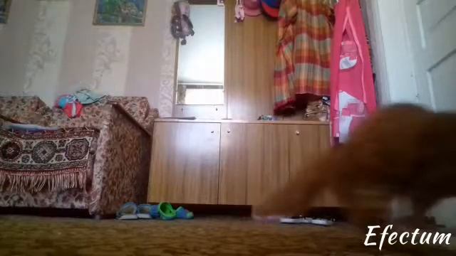 Катя Адушкина зажигай ///переделанный клип /// кошка Сима смотреть онлайн