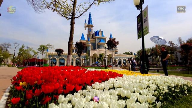Голландские тюльпаны в Ташкенте! Парк Миллий Бог! | Dutch tulips in Tashkent! Milliy Bog' Park!