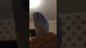 Как попугай начинает говорить?