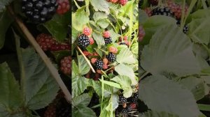 Ежевика отлично растёт на Урале