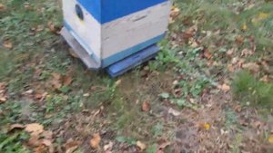 На чем стоим?! Подставки для ульев