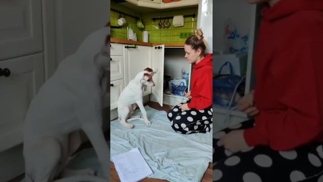 сложна команда для собаки - закрой #short #поденкоибиценко #поденко #podencoibicenco #dog #собака