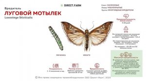Луговой мотылек. Борьба с вредителем