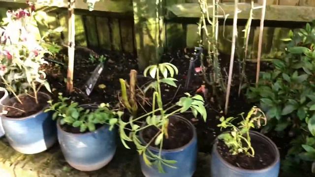 Repot my houseplants with me - rootbound plants смотреть онлайн