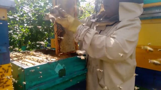 Как работает карпатка в средней полосе, отбор меда. смотреть онлайн