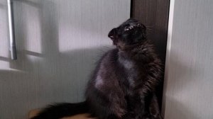 Филя_наблюдает.mp4