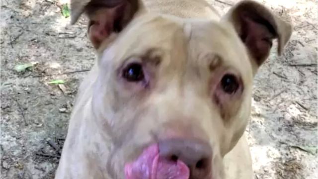 Она 3 года провела в приюте. Только взгляните на нее сейчас! смотреть онлайн