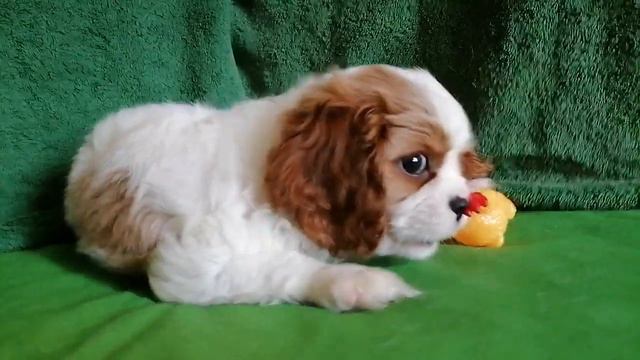 мальчик ККЧС смотреть онлайн