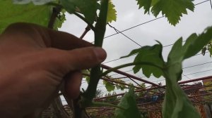 Формируем лозу замещения из жирующего побега.