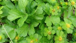 Звездовка эпипактис (Hacquetia epipactis), ботанический сад Орхус, Дания. 23 июня, 18 мая и 23 июня