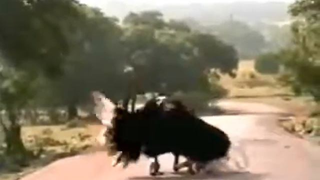 Всем, всем, всем!!! Ржачь полный.Танцующий страус. смотреть онлайн