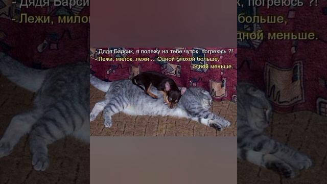 А ЧТО, У КОЛБАСЫ ПОМЕНЯЛСЯ адрес? #мем СМЕШНЫЕ КОТИКИ И ЖИВОТНЫЕ ? #приколы ? с озвучкой ? смотреть онлайн