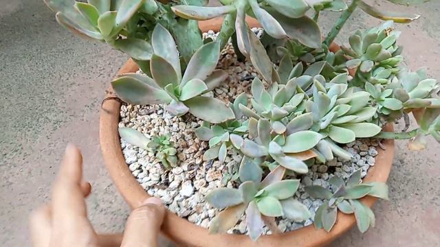 CAREGUIDE PARA IWAS ROOT ROT KEW MARBLE, PSYCH, VARIEGATED MINIBELL AT CRESTED FRED IVES смотреть онлайн