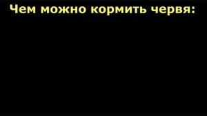 Всё о выращивании червей в домашних условиях. Как содержать и чем кормить червя  Часть1