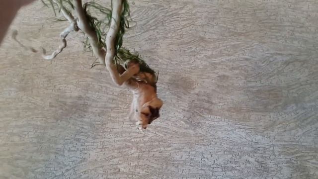 Привязал Аквариумные мхи / Strapped Aquarium mosses / DIY смотреть онлайн