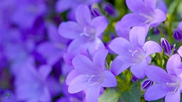 Все ваши заботы исчезнут, если вы послушаете эту музыку🌿 Расслабляющая музыка успокаивает нервы #9