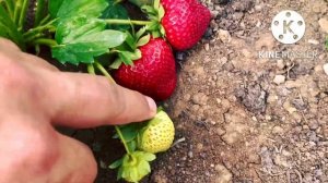 Клубника Сенсация?(Sensation)?