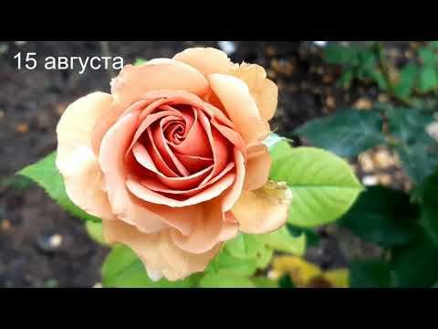 Мокароза в Саду на трех холмах