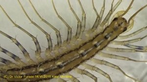 Сколько Ножек у Многоножки Мухоловки Обыкновенной? Рассказ энтомолога.