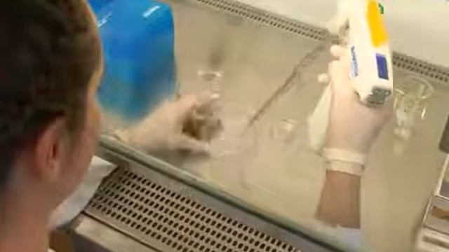 Protein Quality: D. discoideum Using Temperature-Controlled Live Cell Imaging l Protocol Preview смотреть онлайн