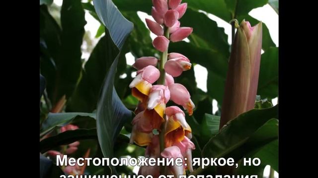 Альпиния