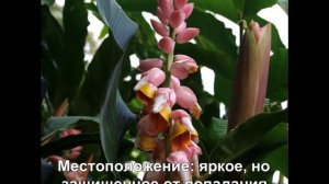 Альпиния