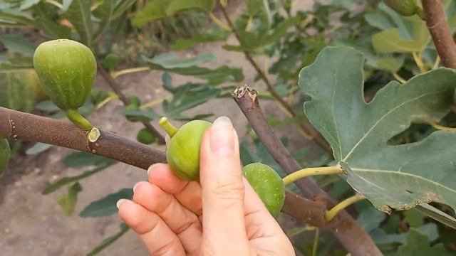 Vlog-193 Препарат, который поможет вызреть побегам роз. Мой эксперимент удался! смотреть онлайн